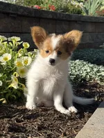Rosie , a female Papillon for sale in Seneca Falls, NY – 5 of 5