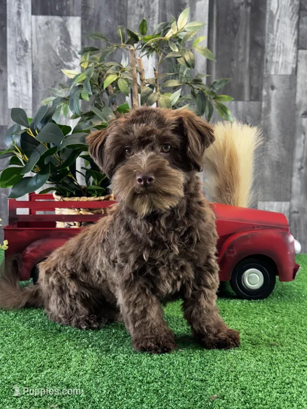 Hiro – Havanese puppy for sale in Seneca Falls, NY