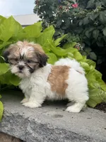 Sunny , a female Shih Tzu for sale in Seneca Falls, NY – 5 of 5