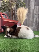 Reba , a female Papillon for sale in Seneca Falls, NY – 5 of 5