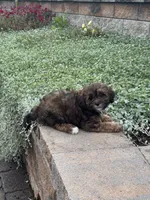 Xander, a male Shihpoo for sale in Seneca Falls, NY – 6 of 6