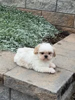 Theo, a male Shih Tzu for sale in Seneca Falls, NY – 4 of 6