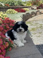 Ashton, a male Coton de Tulear and Shih Tzu for sale in Seneca Falls, NY – 4 of 5