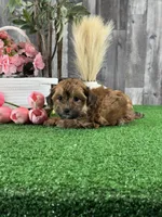 Alexa, a female Maltipoo for sale in Seneca Falls, NY – 5 of 5