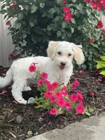 Labanon, a male Lhasa Apso and Coton de Tulear for sale in Seneca Falls, NY – 5 of 6