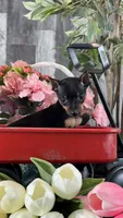 Queenie🪼, a female Miniature Pinscher for sale in Seneca Falls, NY – 2 of 4