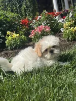 Skittles, a male Shih Tzu for sale in Seneca Falls, NY – 5 of 5