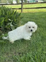 Bear, a male Bichpoo for sale in Seneca Falls, NY – 3 of 10