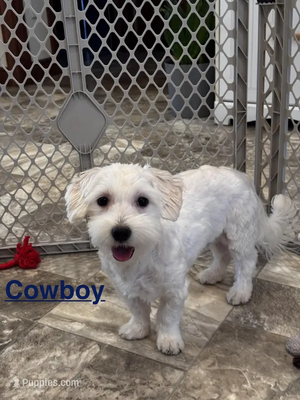 Cowboy – Coton de Tulear puppy for sale in Seneca Falls, NY