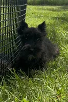 Kiki, a female Miniature Schnauzer for sale in Seneca Falls, NY – 2 of 9