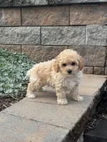 Piper, a male Poodle - Toy  for sale in Seneca Falls, NY – 4 of 5