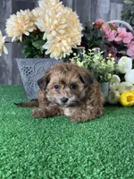 Alexa, a female Maltipoo for sale in Seneca Falls, NY – 2 of 5