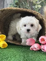 Leo, a male Bichon Frise and Lhasa Apso for sale in Seneca Falls, NY – 2 of 5