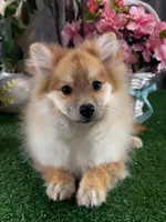 Paddy, a male Pomeranian for sale in Seneca Falls, NY – 2 of 3