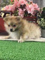 Paddy, a male Pomeranian for sale in Seneca Falls, NY – Photo 2 of 3