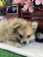 Paddy, a male Pomeranian for sale in Seneca Falls, NY – Photo 3 of 3