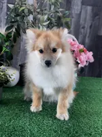 Paddy, a male Pomeranian for sale in Seneca Falls, NY – 3 of 3
