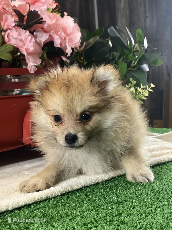 Paddy – Pomeranian puppy for sale in Seneca Falls, NY