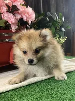 Paddy, a male Pomeranian for sale in Seneca Falls, NY – Photo 1 of 3