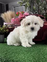 Calvin, a male Coton de Tulear for sale in Seneca Falls, NY – Photo 3 of 4