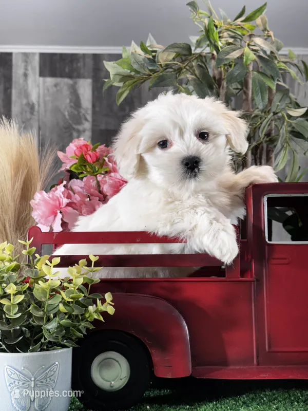 Calvin – Coton de Tulear puppy for sale in Seneca Falls, NY