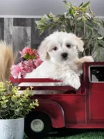 Calvin, a male Coton de Tulear for sale in Seneca Falls, NY – Photo 1 of 4