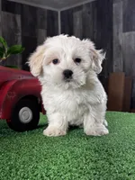Calvin, a male Coton de Tulear for sale in Seneca Falls, NY – Photo 4 of 4