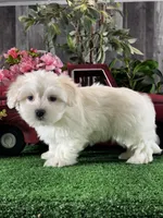 Calvin, a male Coton de Tulear for sale in Seneca Falls, NY – Photo 2 of 4