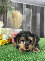 Yimmy , a male Yorkshire Terrier for sale in Seneca Falls, NY – 4 of 6