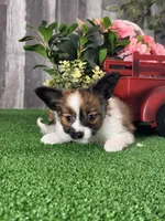 Reba , a female Papillon for sale in Seneca Falls, NY – 3 of 5