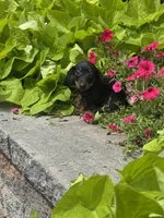 Dexter, a male Miniature Dachshund for sale in Seneca Falls, NY – 3 of 4