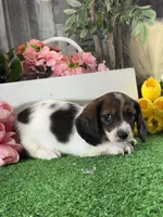 Dominic, a male Miniature Dachshund for sale in Seneca Falls, NY – 4 of 5