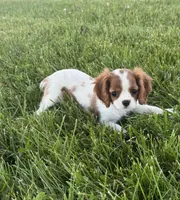 Giggles , a female Cavalier King Charles Spaniel for sale in Seneca Falls, NY – 4 of 5