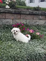 June , a female Shih Tzu and Poodle - Toy  for sale in Seneca Falls, NY – 7 of 7