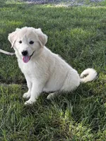 Gloria black collar, a female Great Pyrenees for sale in Seneca Falls, NY – 2 of 4