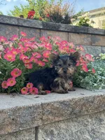 Teacup Yuzu , a female Yorkshire Terrier for sale in Seneca Falls, NY – 2 of 3