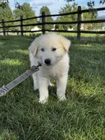 Greta purple collar, a female Great Pyrenees for sale in Seneca Falls, NY – 3 of 5
