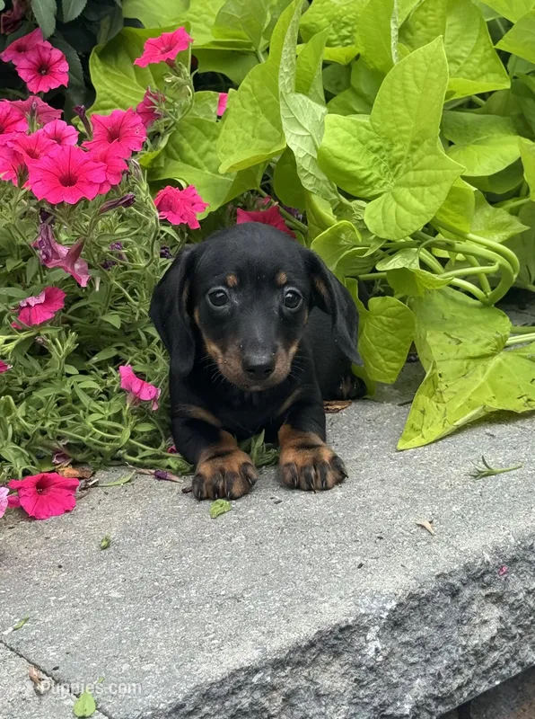 Dexter – Miniature Dachshund puppy for sale in Seneca Falls, NY