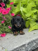 Dexter, a male Miniature Dachshund for sale in Seneca Falls, NY – 1 of 4