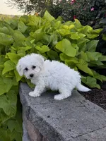 Bonnie , a female Bichon Frise for sale in Seneca Falls, NY – 3 of 7