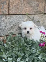 Max, a male Maltese for sale in Seneca Falls, NY – 6 of 7