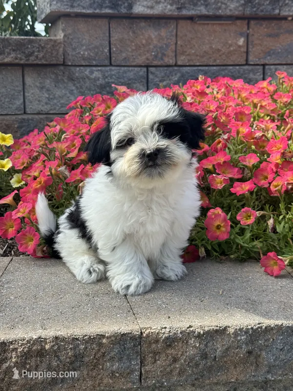 Abby  – Coton de Tulear, Shih Tzu puppy for sale in Seneca Falls, NY