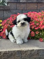 Abby , a female Coton de Tulear and Shih Tzu for sale in Seneca Falls, NY – 1 of 5