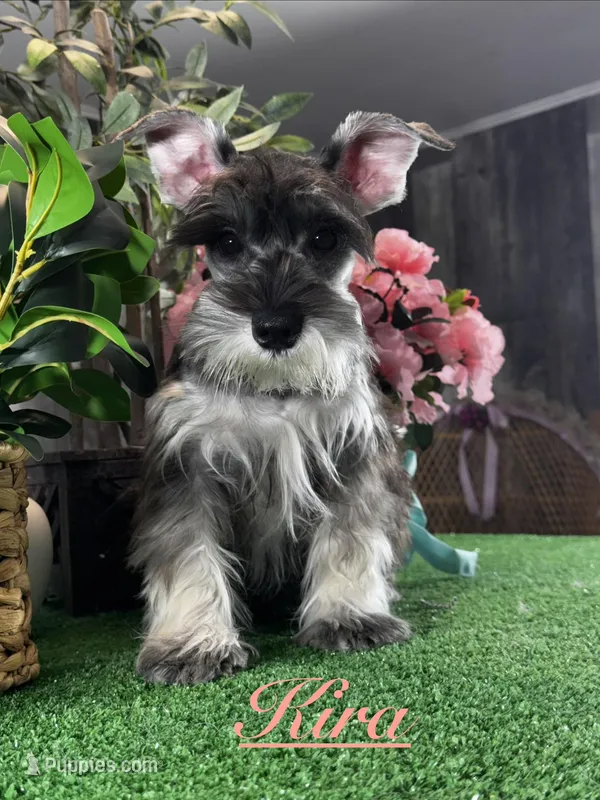 Kira – Miniature Schnauzer puppy for sale in Seneca Falls, NY