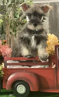 Kira, a female Miniature Schnauzer for sale in Seneca Falls, NY – Photo 2 of 6