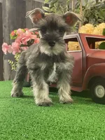 Kira, a female Miniature Schnauzer for sale in Seneca Falls, NY – Photo 5 of 6
