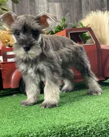 Kira, a female Miniature Schnauzer for sale in Seneca Falls, NY – Photo 1 of 6