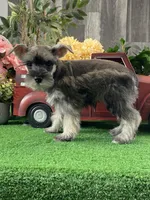 Kira, a female Miniature Schnauzer for sale in Seneca Falls, NY – Photo 3 of 6