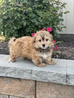 Hero, a male Havanese for sale in Seneca Falls, NY – 2 of 7