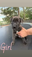 pitbull/german shepherd puppies, a female German Shepherd Dog and American Pit Bull Terrier for sale in Lakewood, CO – 3 of 5